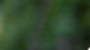 Con esta app puedes saber quién te vigila por WhatsApp.