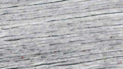 Estudios han demostrado que muchas especias tienen antioxidantes, combatiendo enfermedades.