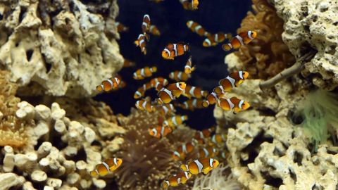 Cuidado con conectar un acuario a tu red informática.