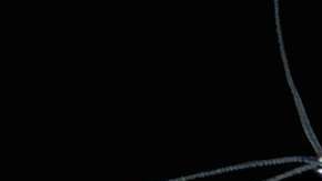 Kril se refiere a un solo crustáceo pero también a miles de ellos.