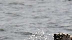 Estos cetáceos fueron blanco de cazadores.