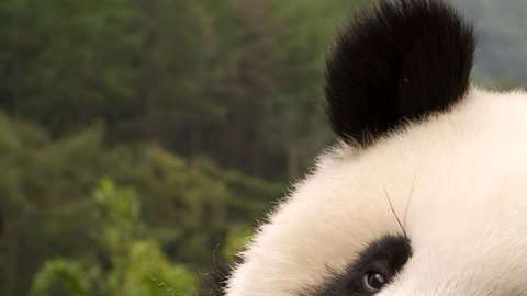 El Centro de Conservación de Osos Panda Gigantes de Chengdu.
