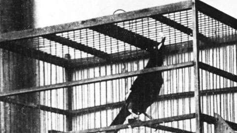 Una imagen del Zorzal Criollo en la década de 1930.