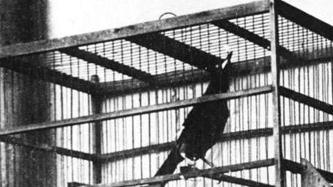 Una imagen del Zorzal Criollo en la década de 1930.