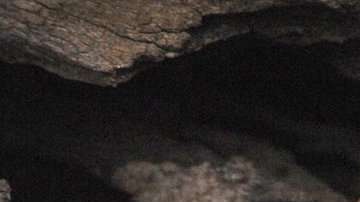 El apareamiento de los antechinus puede durar hasta 14 horas.