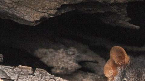 El apareamiento de los antechinus puede durar hasta 14 horas.