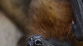 El virus Nipah es transmitido por murciélagos.