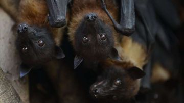 El virus Nipah es transmitido por murciélagos.