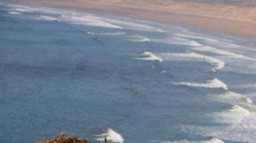 La criatura apareció en la playa de Rhossili, en la costa sur de Gales.