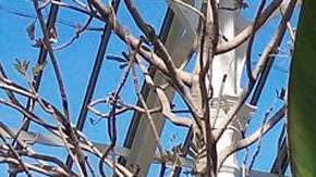 La falsa banana o ensete parece un banano pero no produce frutos.