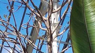 La falsa banana o ensete parece un banano pero no produce frutos.