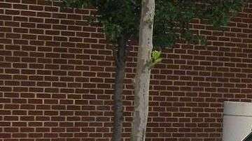 Toyota Highlander, el auto más duradero tras 15 años.