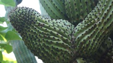 México tiene el único cactus que "camina".