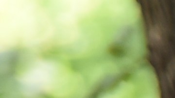 Desfile del Día de Puerto Rico en NYC/Archivo.