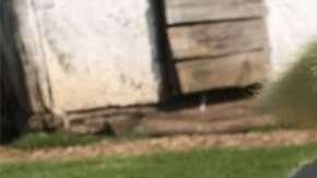 Perro adopta a estos nueve patitos.