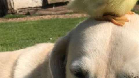 Perro adopta a estos nueve patitos.