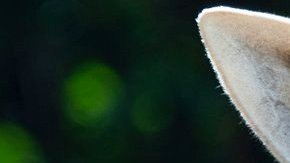 La jirafa murió accidentalmente, según el zoológico