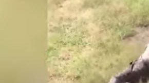 El ataque ocurrió en Marakele Predator Center, de Sudáfrica.