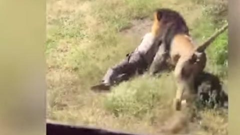 El ataque ocurrió en Marakele Predator Center, de Sudáfrica.