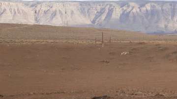 Los equinos quedaron atrapados en el fango.