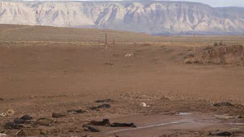Los equinos quedaron atrapados en el fango.