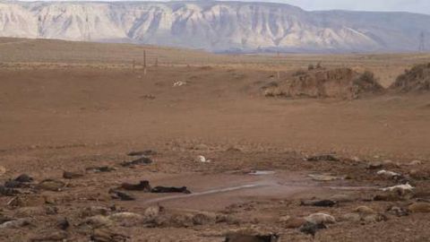 Los equinos quedaron atrapados en el fango.