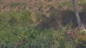 El Cuerpo de Bomberos y la Policía del Condado Orange buscan a la menor desaparecida.