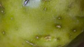 No se requieren súper alimentos exóticos para ser vegetariano.