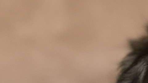 Por muchos años, los científicos han querido comprobar esta suposición.