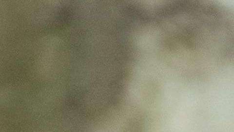 La población de leopardos de Amur se estima en unos cincuenta en la naturaleza en todo el mundo.