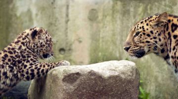 La población de leopardos de Amur se estima en unos cincuenta en la naturaleza en todo el mundo.