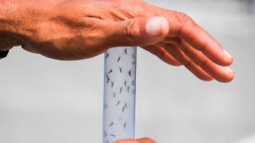 Insecto que trasmite el Zika