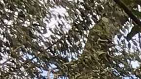 La lava avanza en la nueva fisura que se abrió el sábado.