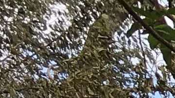 La lava avanza en la nueva fisura que se abrió el sábado.