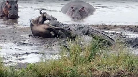 El encuentro sucedió en el Parque Nacional Kruger en Sudáfrica.