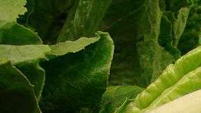 El brote de E. coli ha sido vinculado con la lechuga romana cultivada en Yuma, Arizona.