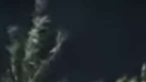 Un topetazo del búfalo y el león salta por el aire.