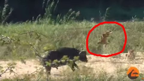 Un topetazo del búfalo y el león salta por el aire.