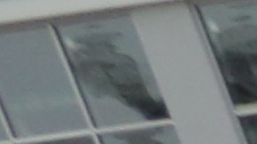 Organizadores de la comunidad "Riders Alliance" reparten panfletos para presionar al Alcalde a aprobar las 'MetroCards para pobres.