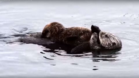 La nutria salvaje limpia a su recién nacido.