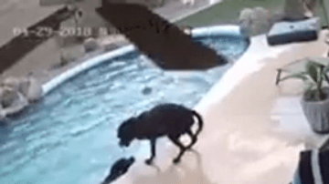 La cámara de seguridad captó el emocionante momento.