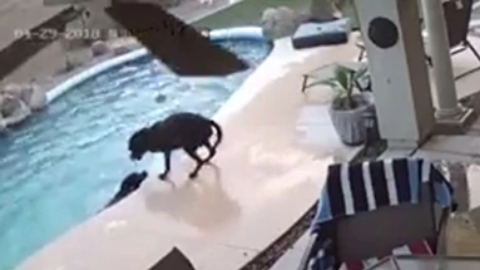 La cámara de seguridad captó el emocionante momento.