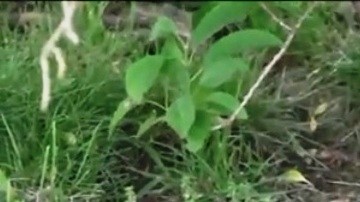 El arma rosada hallada en la hierba cerca de la calle 110