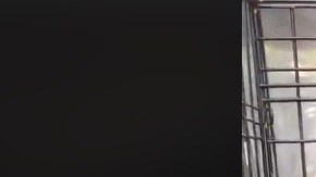 El cerdito de dos años fue bautizado Kalamazoo