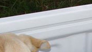 La DEA ha alertado sobre el uso de animales para transportar drogas