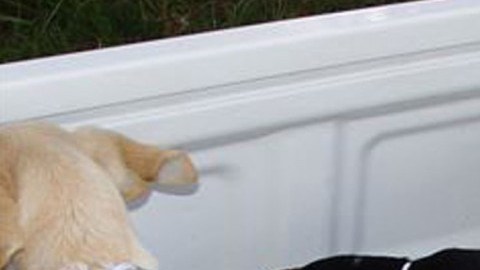 La DEA ha alertado sobre el uso de animales para transportar drogas