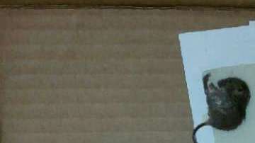 No importa qué tan exclusiva sea la dirección, muchos departamentos en Nueva York están invadidos por ratones.