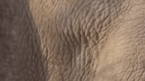 Victoria ha sido inseminada  artificialmente con éxito.
