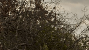 ¿Es esta pickup preferible a una SUV?