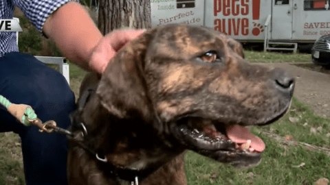 Una estudiante de Texas presenta un proyecto para su escuela que empareja animales de refugios con personas que pueden adoptarlos.